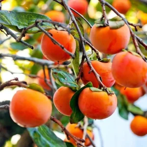 American Persimmon Tree – Live Fruit Tree, Quart Pot, 6-12 inches Tall - Image 3