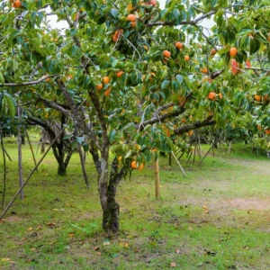 American Persimmon Tree – Live Fruit Tree, Quart Pot, 6-12 inches Tall - Image 5