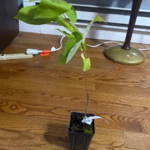 American Persimmon Tree – Live Fruit Tree, Quart Pot, 6-12 inches Tall - Image 6