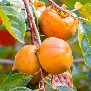 American Persimmon Tree – Live Fruit Tree, Quart Pot, 6-12 inches Tall - Image 8