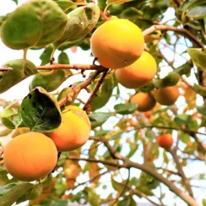 American Persimmon Tree – Live Fruit Tree, Quart Pot, 6-12 inches Tall - Image 9