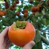 American Persimmon Tree – Live Fruit Tree, Quart Pot, 6-12 inches Tall - Image 1