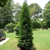 American Pillar Arborvitae Live Plant - Thuja occidentalis - 4" Pot - Fast Growing Evergreen Tree for Privacy Screens - Image 1