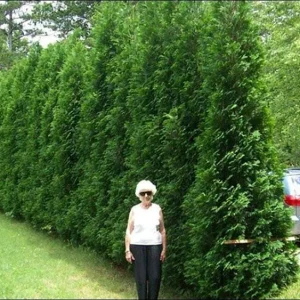 American Pillar Arborvitae Live Plant - Thuja occidentalis - 4