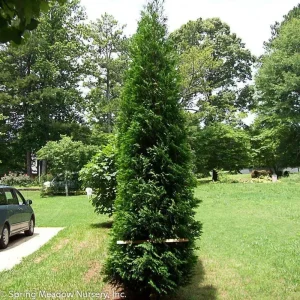 American Pillar Arborvitae Live Plant - Thuja occidentalis - 4