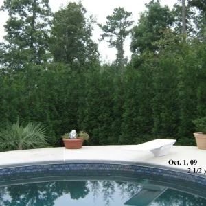 American Pillar Arborvitae Live Plant - Thuja occidentalis - 4