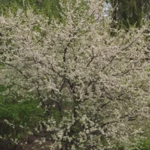 American Plum Tree Live Plants – 3 Pack, 12-24