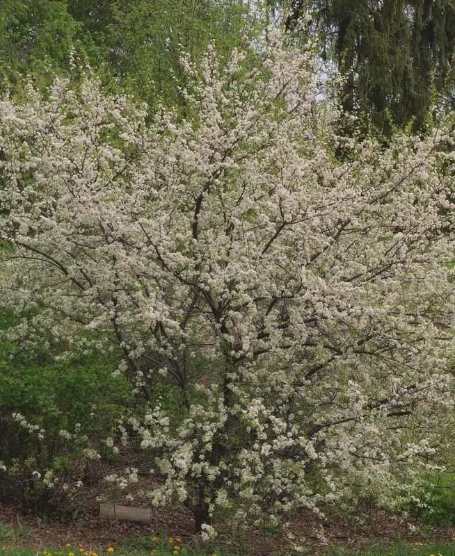 American Plum Tree Live Plants – 3 Pack, 12-24" Tall – Prunus americana – Outdoor - Image 4