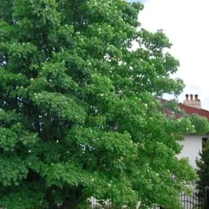 American Sycamore Live Plant – Quart Pot – Fast-Growing Native Shade Tree – Outdoor - Image 10