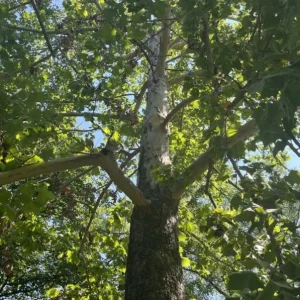 American Sycamore Live Plant – Quart Pot – Fast-Growing Native Shade Tree – Outdoor - Image 3