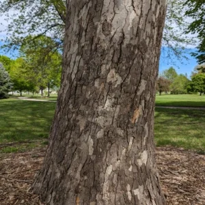 American Sycamore Live Plant – Quart Pot – Fast-Growing Native Shade Tree – Outdoor - Image 4