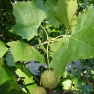 American Sycamore Live Plant – Quart Pot – Fast-Growing Native Shade Tree – Outdoor - Image 5