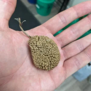 American Sycamore Live Plant – Quart Pot – Fast-Growing Native Shade Tree – Outdoor - Image 6