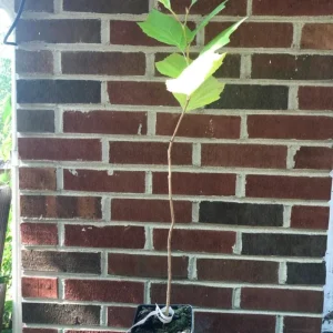 American Sycamore Live Plant – Quart Pot – Fast-Growing Native Shade Tree – Outdoor - Image 7