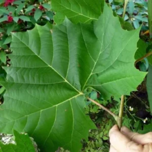 American Sycamore Live Plant – Quart Pot – Fast-Growing Native Shade Tree – Outdoor - Image 8