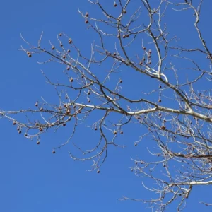 American Sycamore Live Plant – Quart Pot – Fast-Growing Native Shade Tree – Outdoor - Image 9