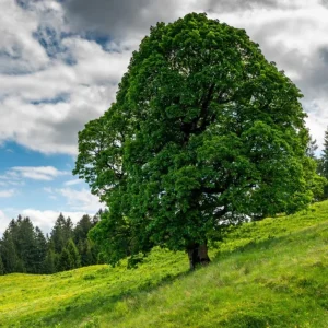 American Sycamore Live Plant – Quart Pot – Fast-Growing Native Shade Tree – Outdoor - Image 1