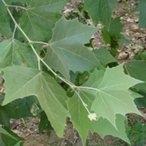 American Sycamore Live Tree – Deciduous Shade Tree, 10-12