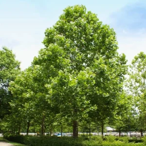 American Sycamore Live Tree – Deciduous Shade Tree, 10-12