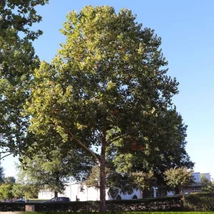 American Sycamore Live Tree – Deciduous Shade Tree, 10-12
