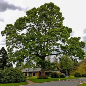 American Sycamore Live Tree – Deciduous Shade Tree, 10-12