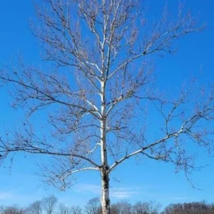 American Sycamore Live Tree – Deciduous Shade Tree, 10-12