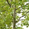 American Sycamore Tree Bare-root - Fast Growing Shade Tree - 3 ft - Image 1