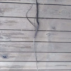 American Sycamore Tree Bareroot Live Plant 18-24