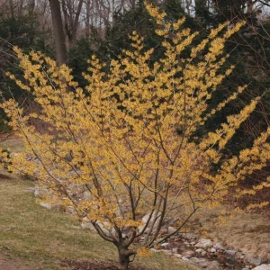 American Witch Hazel Live Plant – 6-12