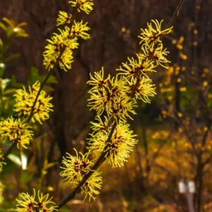 American Witch Hazel Live Plant – 6-12