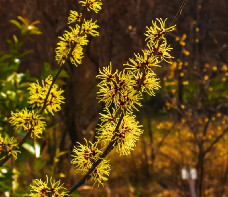 American Witch Hazel Live Plant – 6-12" Tall Seedling – Quart Pot – Outdoor Deciduous Shrub - Image 3