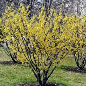 American Witch Hazel Live Plant – 6-12