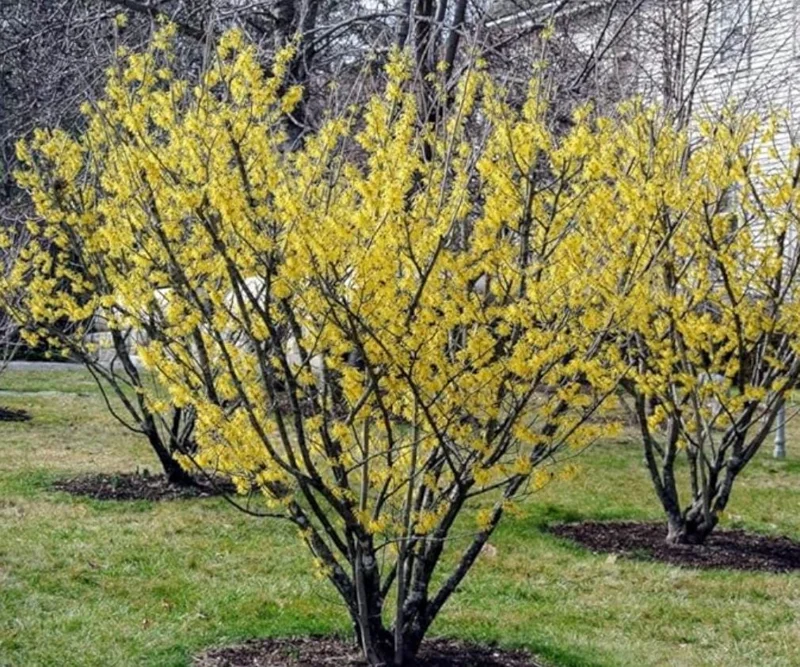 American Witch Hazel Live Plant – 6-12" Tall Seedling – Quart Pot – Outdoor Deciduous Shrub - Image 4