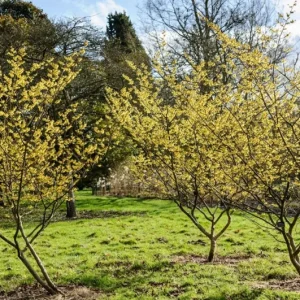 American Witch Hazel Live Plant – 6-12