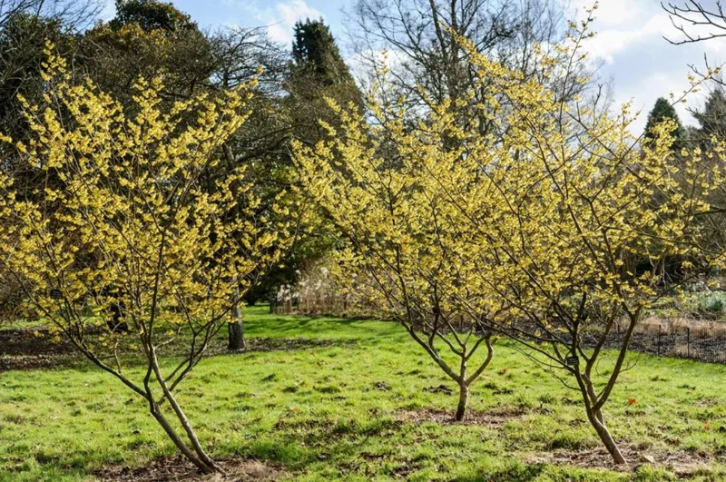 American Witch Hazel Live Plant – 6-12" Tall Seedling – Quart Pot – Outdoor Deciduous Shrub - Image 5