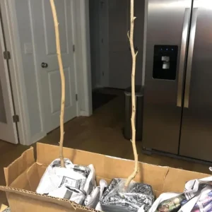 American Witch Hazel Live Plant – 6-12