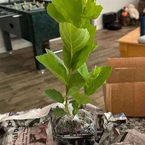 American Witch Hazel Live Plant – 6-12