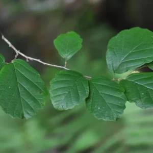 American Witch Hazel Live Plant – 6-12