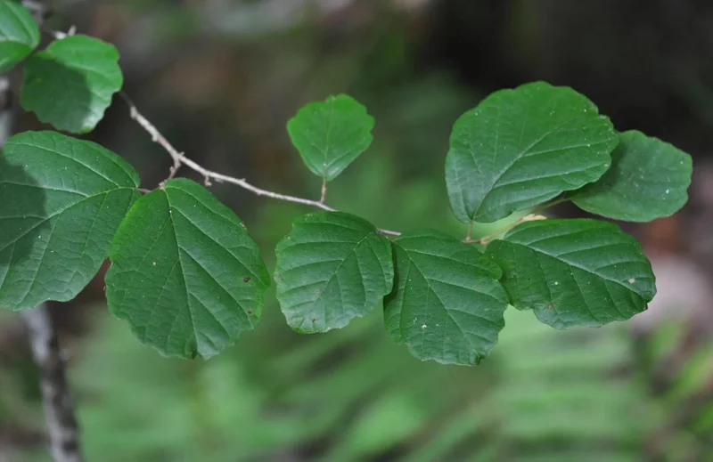 American Witch Hazel Live Plant – 6-12" Tall Seedling – Quart Pot – Outdoor Deciduous Shrub - Image 8