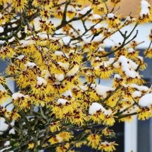 American Witch Hazel Live Plant – 6-12