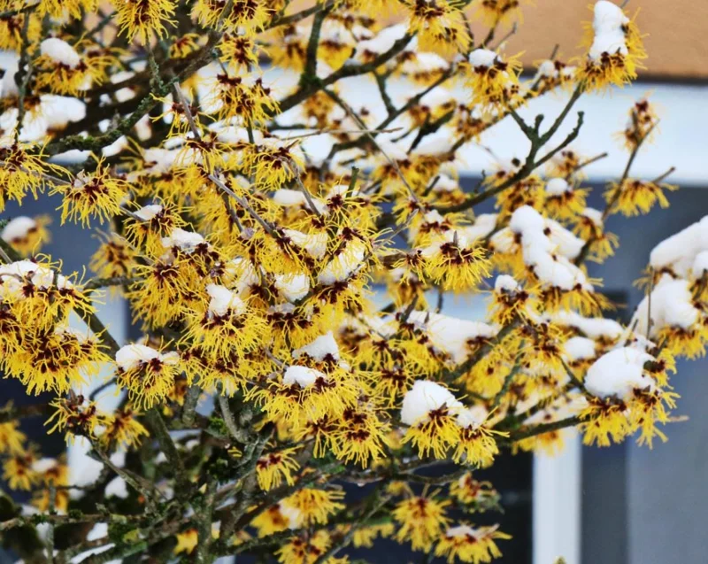 American Witch Hazel Live Plant – 6-12" Tall Seedling – Quart Pot – Outdoor Deciduous Shrub - Image 9