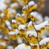 American Witch Hazel Live Plant – 6-12" Tall Seedling – Quart Pot – Outdoor Deciduous Shrub - Image 1