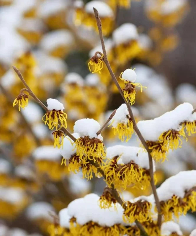 American Witch Hazel Live Plant – 6-12" Tall Seedling – Quart Pot – Outdoor Deciduous Shrub - Image 1