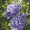 Amethyst Falls Wisteria Live Plant - 12-14in Starter Vine - Fragrant Lavender Blooms - Image 2