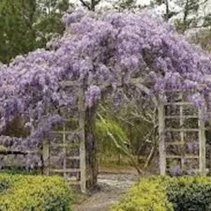Amethyst Falls Wisteria Live Plant - 12-14in Starter Vine - Fragrant Lavender Blooms - Image 4