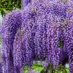 Amethyst Falls Wisteria Live Plant - 12-14in Starter Vine - Fragrant Lavender Blooms - Image 6
