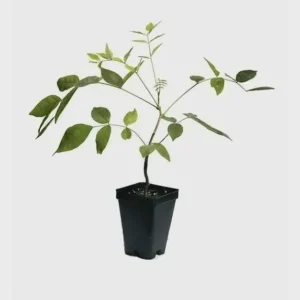 Amethyst Falls Wisteria Live Plant - 5 Plants, 12-14in Starter, Fragrant Purple Flowers - Image 5