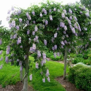 Amethyst Falls Wisteria Live Plant - Chinese Wisteria Vine, 3.5 inch Pot, 8-15 inches Tall, Outdoor - Image 3