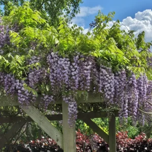 Amethyst Falls Wisteria Live Plant - Chinese Wisteria Vine, 3.5 inch Pot, 8-15 inches Tall, Outdoor - Image 4