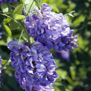 Amethyst Falls Wisteria Vine Live Plant – American Wisteria 4 Inch Pot – Outdoor Climbing Shrub - Image 2